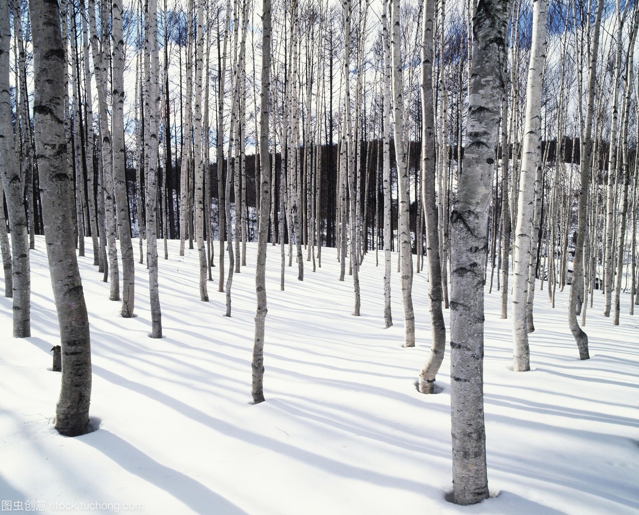 日本北海道州雪的白桦树